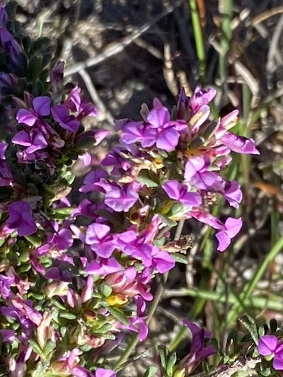 Muraltia barkerae, photographed by Christina