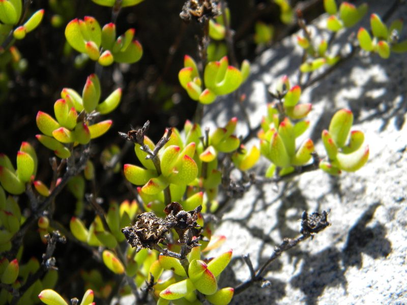 Lampranthus falciformis, photographed by Tim Kirsten