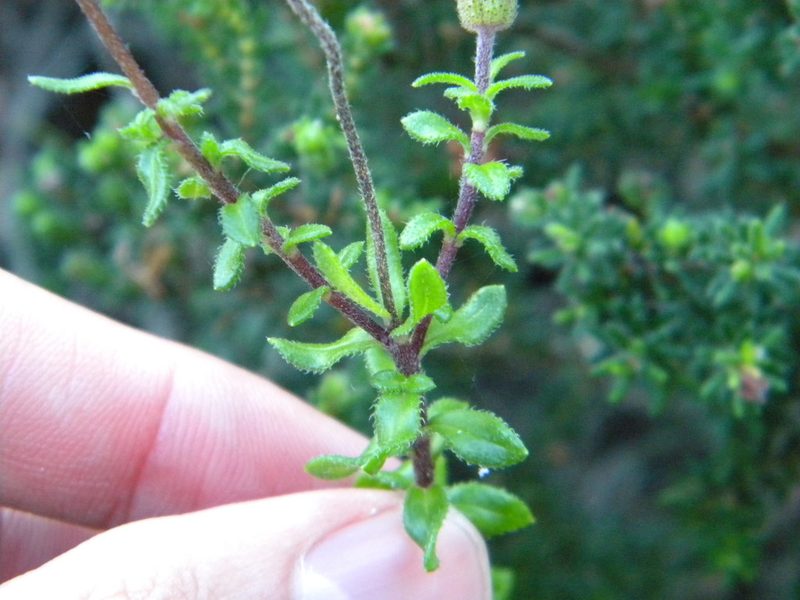 Felicia aethiopica, photographed by Tim Kirsten