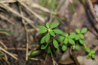 Poranthera microphylla, photographed by Greg Tasney