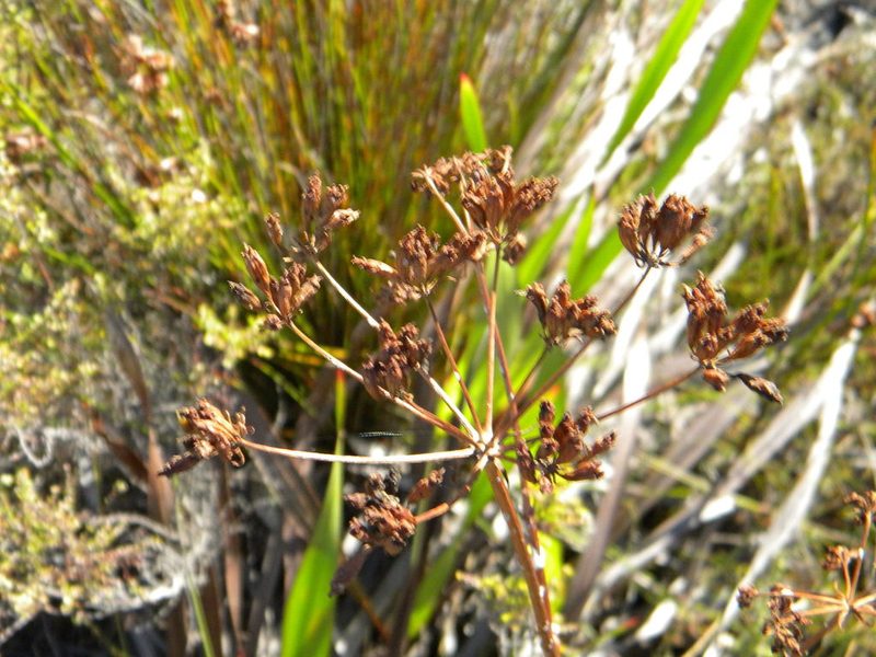Lichtensteinia lacera, photographed by Tim Kirsten