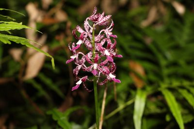 Dipodium variegatum, photographed by Greg Tasney