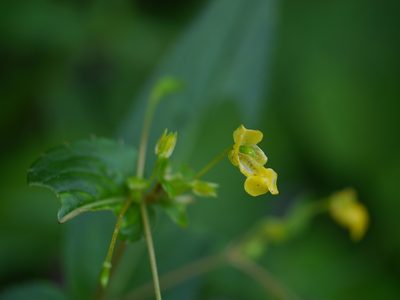 Impatiens dalzellii, photographed by Dinesh Valke