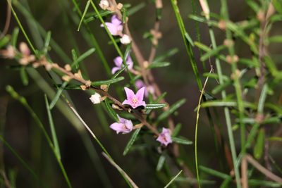 Boronia rosmarinifolia, photographed by Greg Tasney