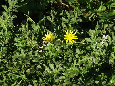 Arctotheca prostrata, photographed by Shaun Swanepoel