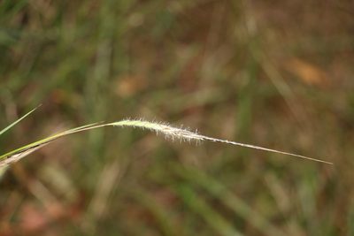 Heteropogon contortus, photographed by Greg Tasney