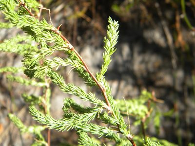 Asparagus rubicundus, photographed by Tim Kirsten