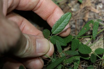 Grona varians, photographed by Greg Tasney