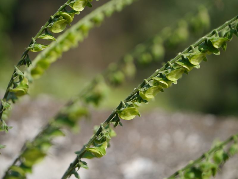Adelocaryum lambertianum, photographed by Dinesh Valke