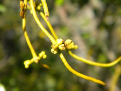 Cassytha ciliolata, photographed by Tim Kirsten