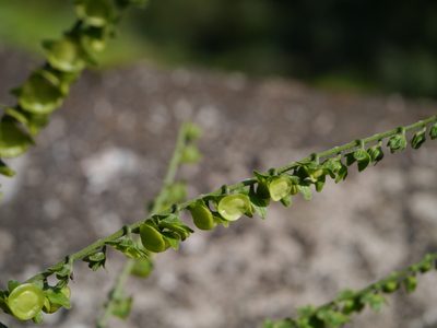 Adelocaryum lambertianum, photographed by Dinesh Valke