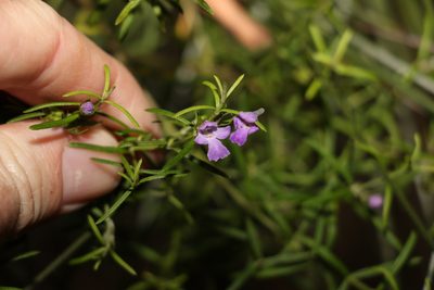 Westringia eremicola, photographed by Greg Tasney