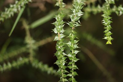 Daviesia villifera, photographed by Greg Tasney