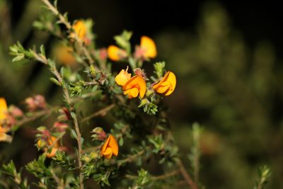 Pultenaea villosa, photographed by Greg Tasney