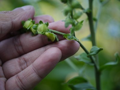 Adelocaryum lambertianum, photographed by Dinesh Valke