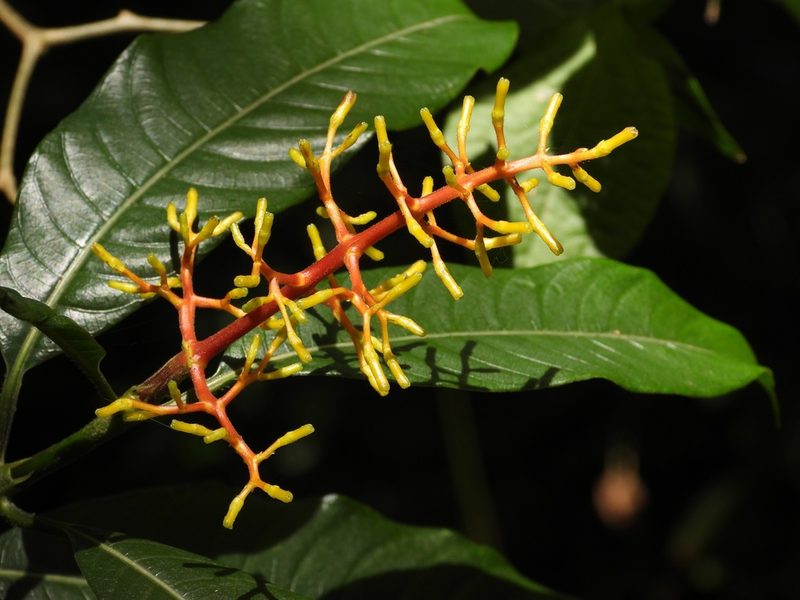 Palicourea padifolia, photographed by Grete Pasch