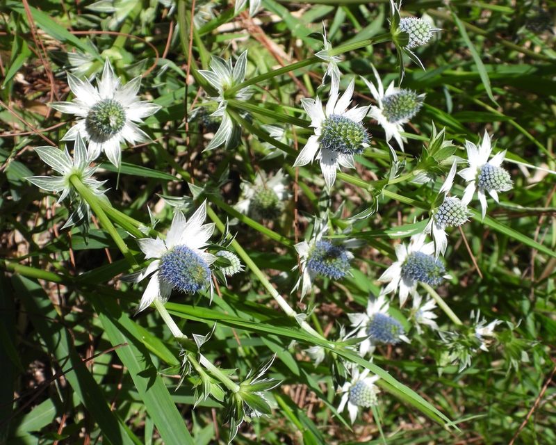 Eryngium carlinae, photographed by Grete Pasch
