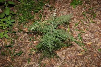 Grevillea robusta, photographed by Greg Tasney