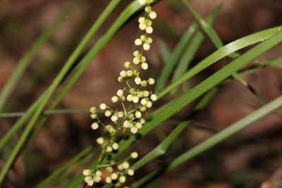 Lomandra laxa, photographed by Greg Tasney