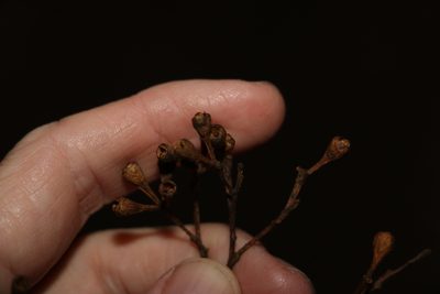 Eucalyptus microcorys, photographed by Greg Tasney