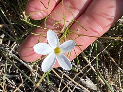 Oxalis polyphylla, photographed by Christina