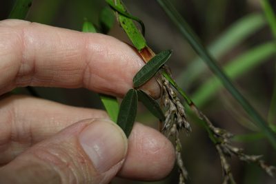 Glycine cyrtoloba, photographed by Greg Tasney