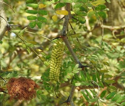 Ebenopsis caesalpinioides, photographed by Francisco Farriols Sarabia