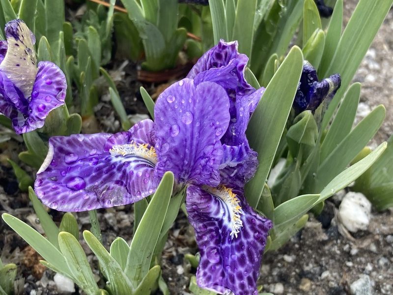 Iris kemaonensis, photographed by John Kenrick Gibson