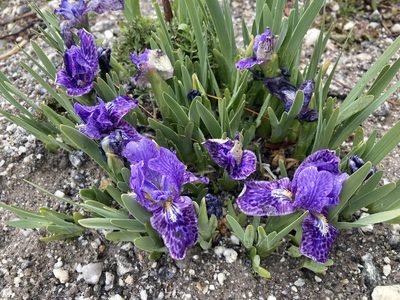 Iris kemaonensis, photographed by John Kenrick Gibson