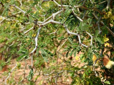 Ebenopsis caesalpinioides, photographed by Francisco Farriols Sarabia