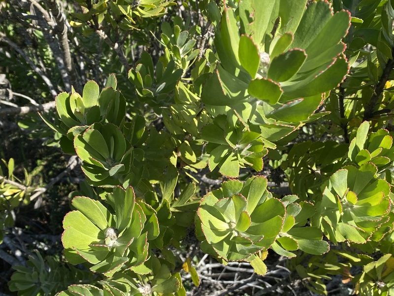 Leucospermum praecox, photographed by Christina