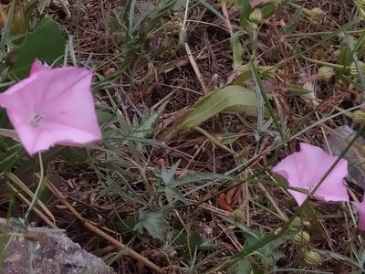 Convolvulus althaeoides, photographed by Vasileia Sef