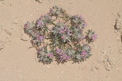 Loeseliastrum matthewsii, photographed by Trevor Van Loon