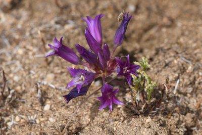 Allium carinatum, photographed by Trevor Van Loon