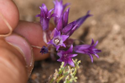 Allium carinatum, photographed by Trevor Van Loon