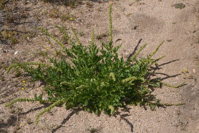 Blitum californicum, photographed by Trevor Van Loon