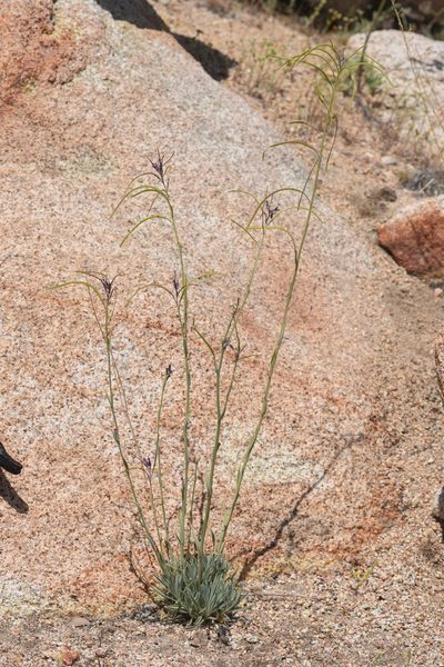 Boechera arcuata, photographed by Trevor Van Loon