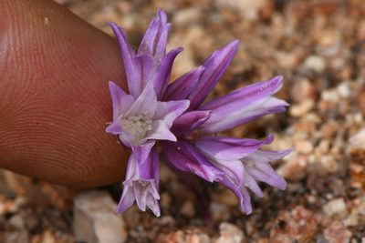Allium carinatum, photographed by Trevor Van Loon