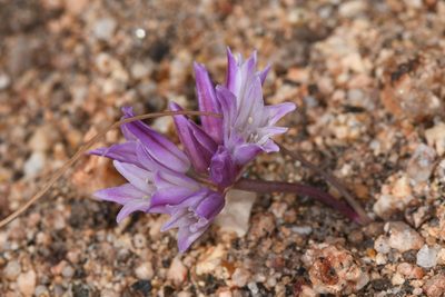 Allium carinatum
