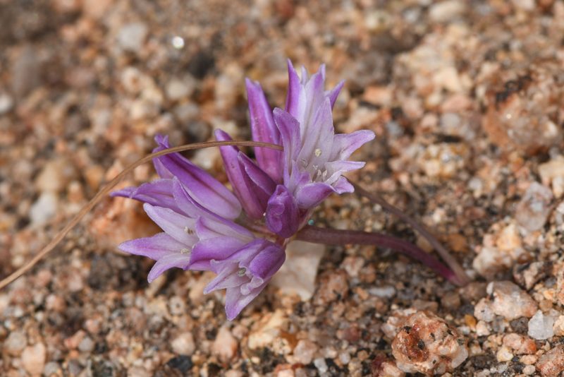 Allium carinatum, photographed by Trevor Van Loon