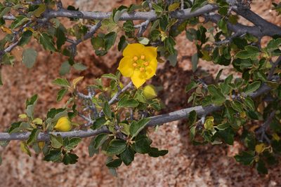Fremontodendron californicum, photographed by Trevor Van Loon