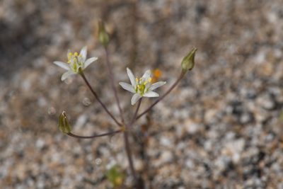 Muilla maritima, photographed by Trevor Van Loon
