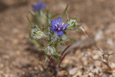 Eriastrum sapphirinum, photographed by Trevor Van Loon