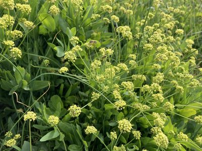 Lomatium nudicaule, photographed by Caleb Catto