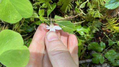 Oxalis oregana