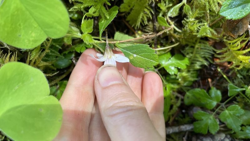 Oxalis oregana, photographed by Hilary Rose Dawson