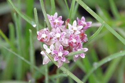 Asclepias michauxii, photographed by Lauren McLaurin