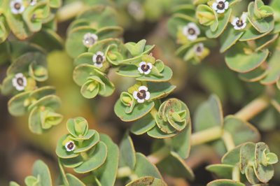 Euphorbia amplexicaulis, photographed by Morten Ross