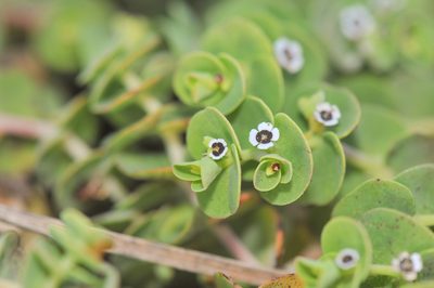 Euphorbia amplexicaulis, photographed by Morten Ross