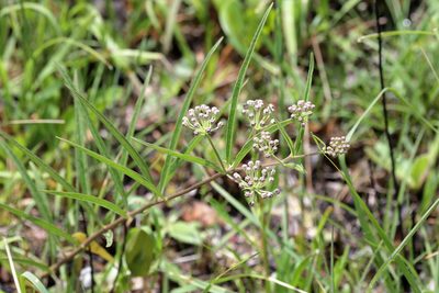 Asclepias longifolia, photographed by Lauren McLaurin